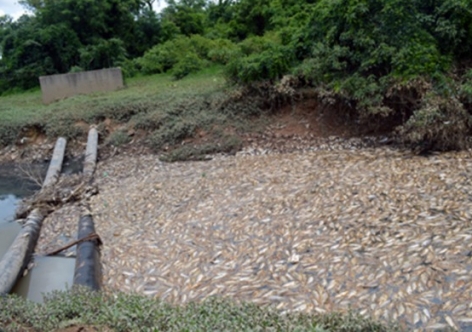 Meio Ambiente Polui O Mata Toneladas De Peixes Em Sp Vermelho