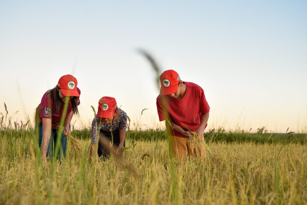 Como O Mst Se Tornou O Maior Produtor De Arroz Org Nico Da Am Rica