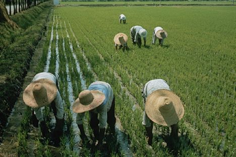 China e Brasil, principais protagonistas no setor agrícola, podem liderar  critérios harmonizados para a agricultura sustentável