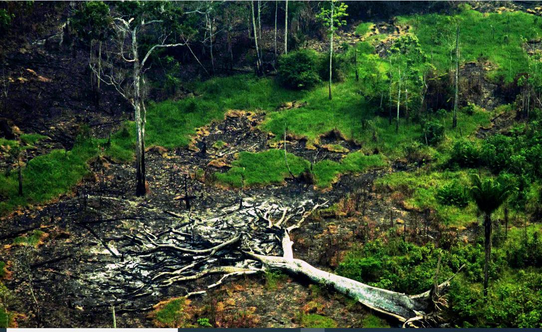 90% dos focos de incêndio estão na Amazônia e no Cerrado, aponta  levantamento - Mídia NINJA