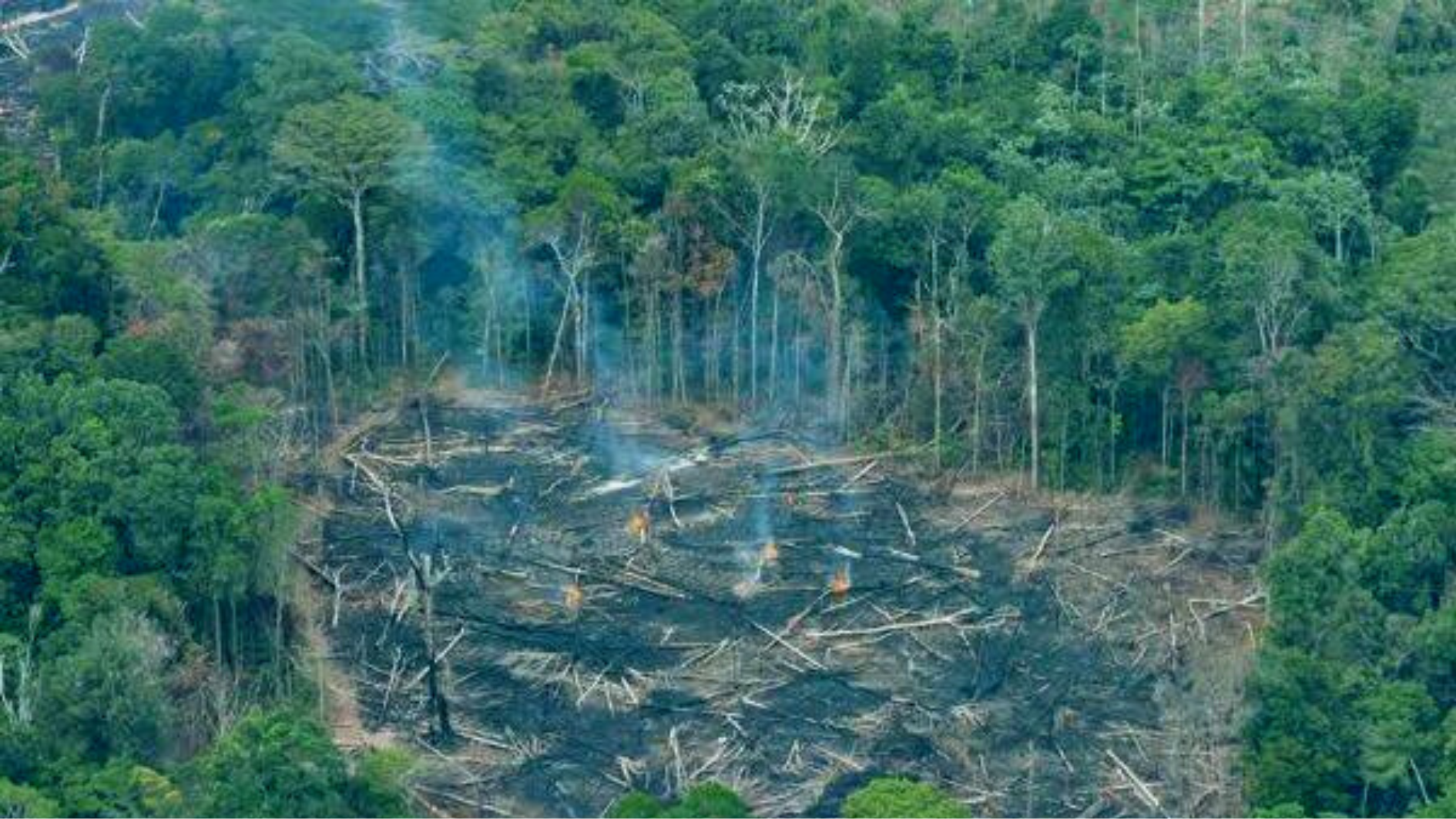 Desmatamento da Amazônia tem queda de 22% em 2023 - Greenpeace Brasil