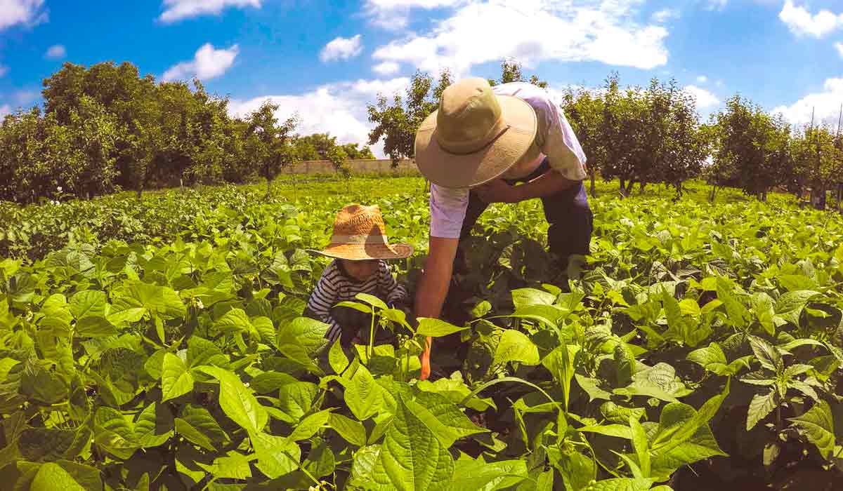 Ciência e tecnologia a serviço de quem alimenta o Brasil